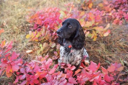 Russian spaniel close up portrait in autumn leavesの写真素材