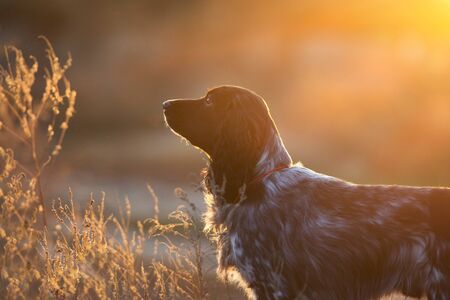 Russian spaniel dog portrait in sunlightの写真素材