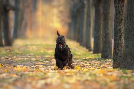 Giant schnauzer Run and play fun in autumn parkの写真素材