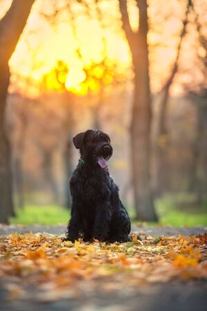 Giant schnauzer dog in fall park at sunsetの写真素材