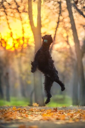 Giant schnauzer dog play in fall park at sunsetの写真素材