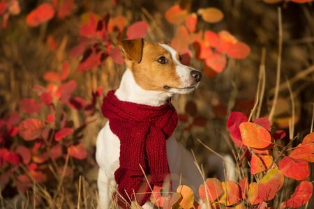 Jack russel terrier in red  scarf in autumn forestの写真素材
