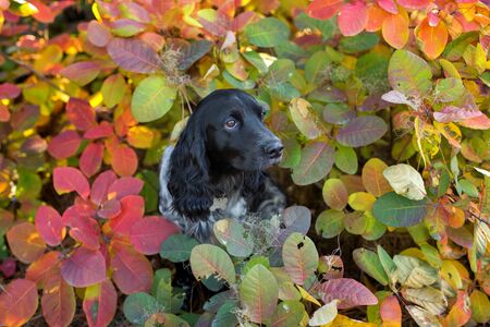 Russian spaniel close up portrait in autumn leavesの写真素材