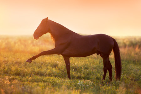 Horse standing in sunset fieldの写真素材