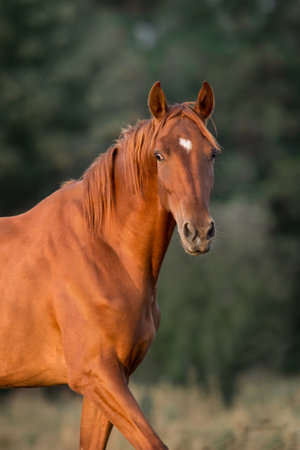 Red mare portrait at sunlightの写真素材