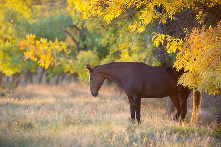 Bay stallion in fall park at sunset lightの写真素材