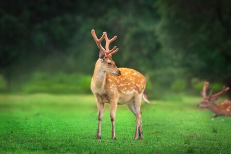 Beautiful deer portrait on spring meadow with big hornsの写真素材
