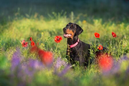 Doberman portrait close up in poppy and violet flowersの写真素材