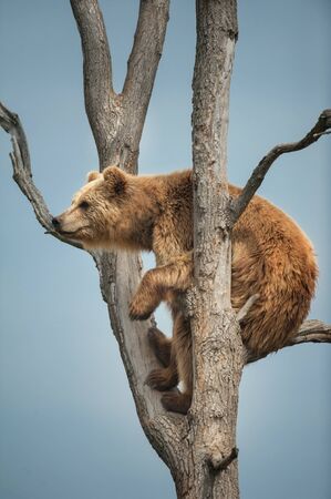 Brown bear climbing in tree against blue sky