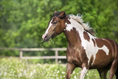 Pinto horse with long mane run gallop close up on spring chamomile meadowの写真素材