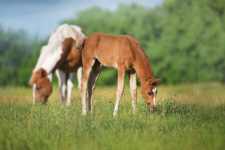 Piebald mare and red foal on spring pastureの写真素材