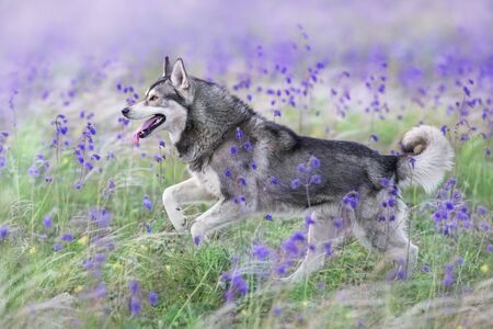 Beautiful husky run in salvia and feather fields