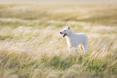 White Swiss Shepherd Dog on feather grass  at sunsetの写真素材
