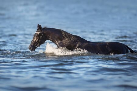 Black horse free run in blue water with splash