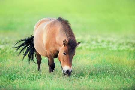 Pony mare with foal on asture
