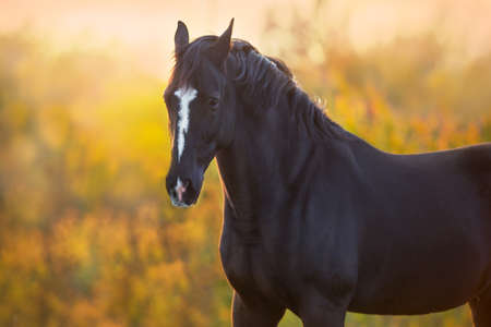 Stallion in fall park at sunset lightの写真素材