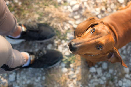 Wiener dog portrait in flowersの写真素材