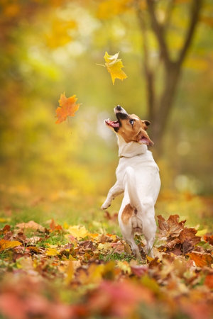 Jack russel dog play with fall leaves in autumn park