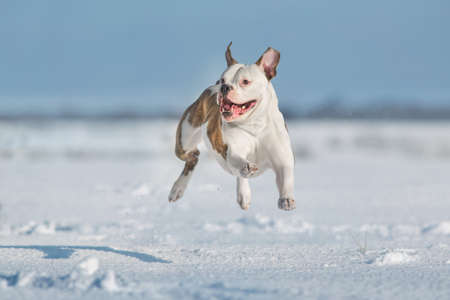 American bulldog free run in snow fieldの写真素材