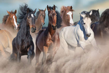Horses free run on desert storm against sunset sky