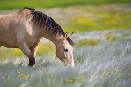 White arabian stallion free run in stipa flowers meadow