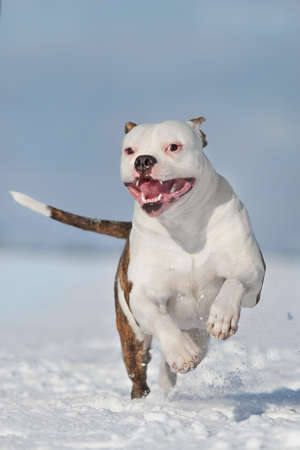 American bulldog free run in snow fieldの写真素材