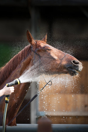 Red horse being washed with hose in summerの写真素材