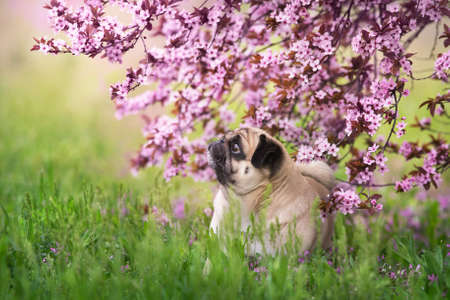 dog against the background of a blossoming pink tree in Aprilの写真素材