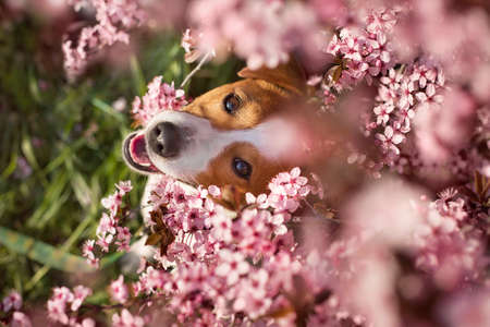 dog against the background of a blossoming pink tree in Aprilの写真素材