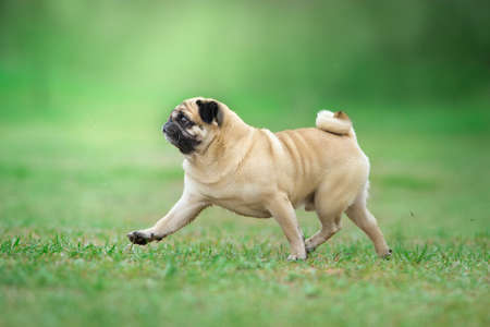Pug run free in parkの写真素材
