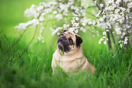 Pug run free in parkの写真素材