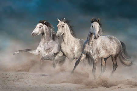 Three white horse run gallop on desert dustの写真素材