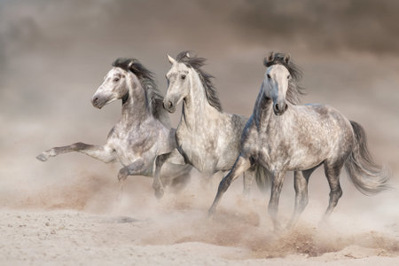 Three white horse run gallop on desert dustの写真素材