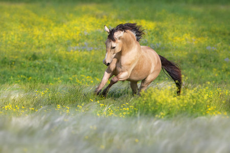 Cremello horse with long mane free run in green meadow