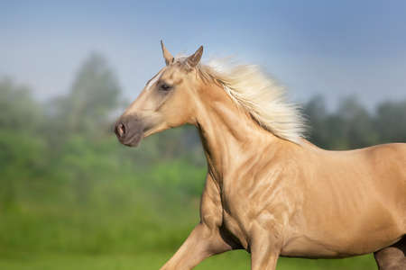 Cremello horse with long mane free run in green meadowの写真素材