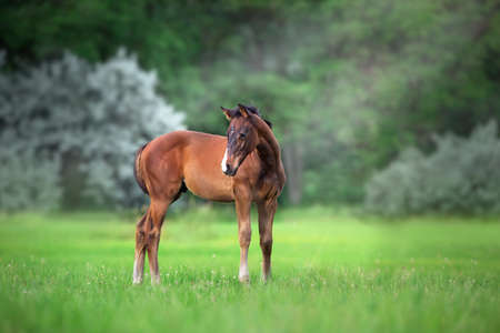 Cremello horse with long mane free run in green meadow close up portrait
