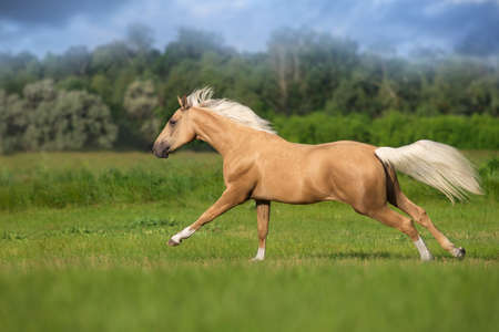 Cremello horse with long mane free run in green meadow close up portraitの写真素材