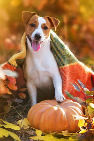 Black frisian stallion close up portrait on black backgroundの写真素材