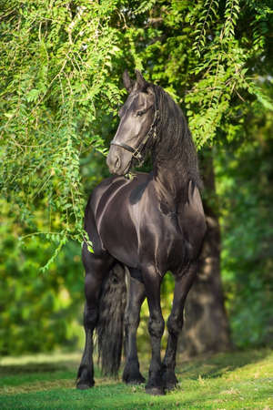 Bay horses run free gallop isolated on whiteの写真素材
