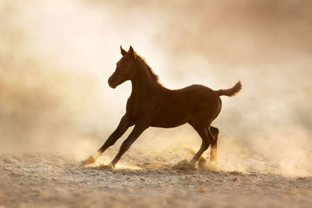 Bay horses run free gallop isolated on whiteの写真素材