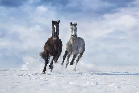 Two Black frisian stallion close up portrait on black background with christmas wreath on the neckの写真素材