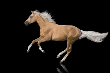 Palomino horse with long mane run free gallop isolated on white backgroundの写真素材
