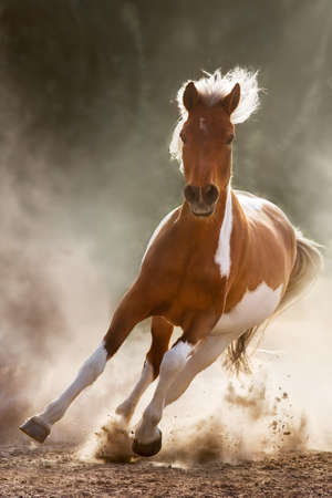 Pinto horse free run in spring flowers meadow against beautiful skyの写真素材