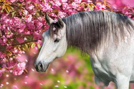 Two Cremello horse with long mane run gallop in green meadowの写真素材