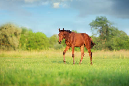 Two Cremello horse with long mane run gallop in green meadow