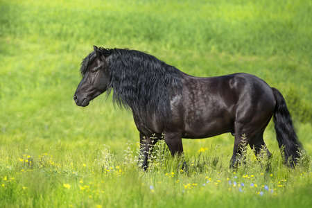 Black stallion with long mane in spring flowers meadowの写真素材