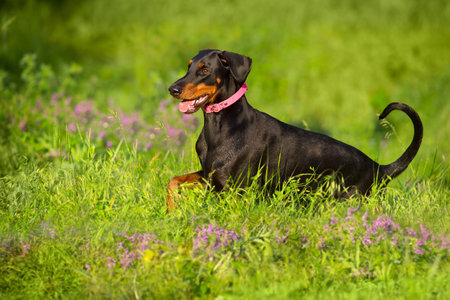 Black horse free run gallop in meadowの写真素材