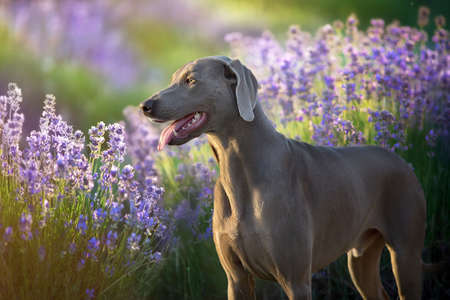 Italian grayhaund in fall leaves and pumpkinsの写真素材