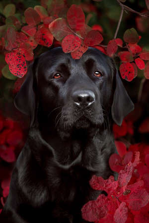 Italian grayhaund in fall leaves and pumpkinsの写真素材