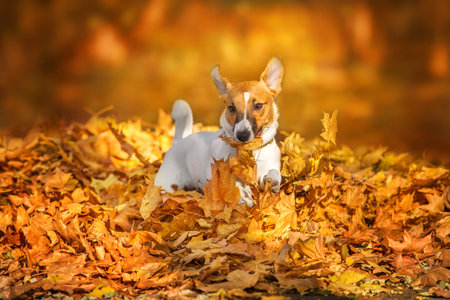 American akita dog close up portrait in parkの写真素材